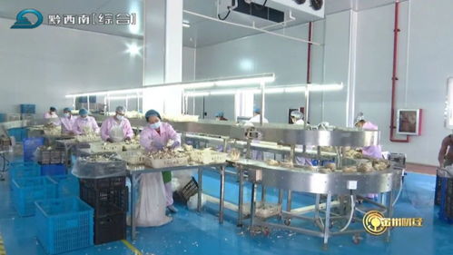 安龍工廠化立體栽培 以企業財務咨詢為引擎，推動食用菌產業提質增效